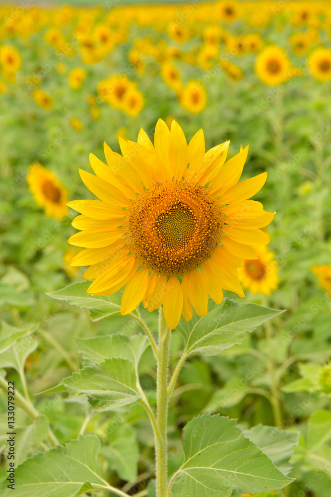 Sunflowers bloom in garden on the autumn.