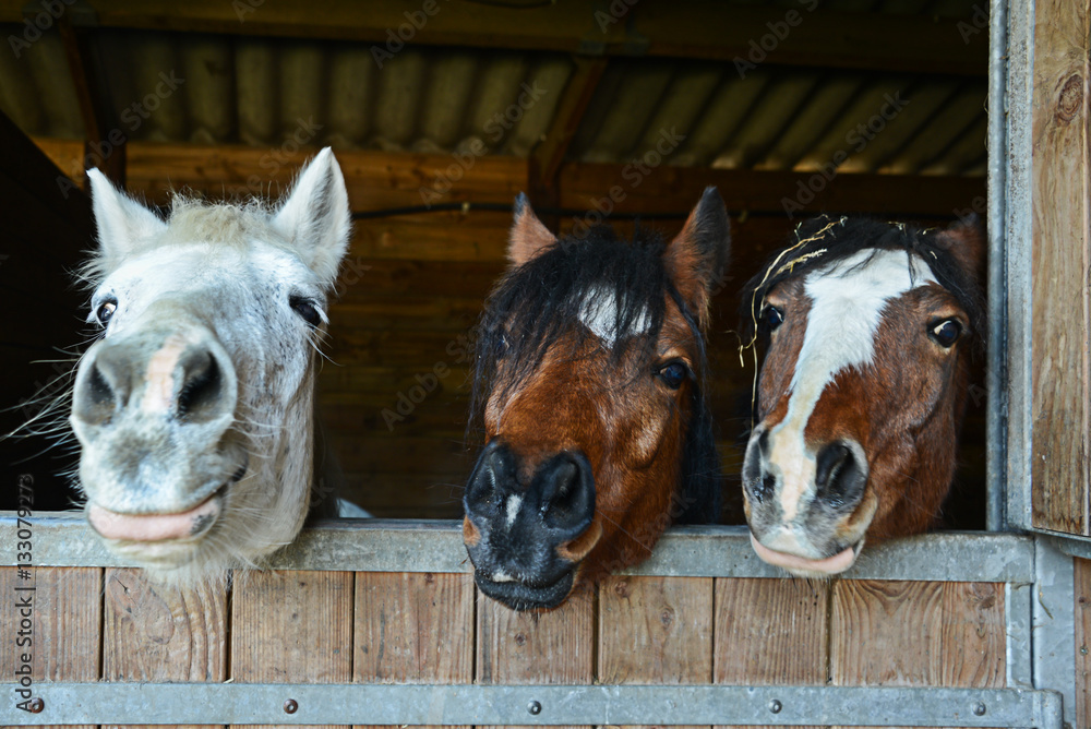 Portrait of three funny smiling horses heads in their stable. Equestrianan horse riding concept