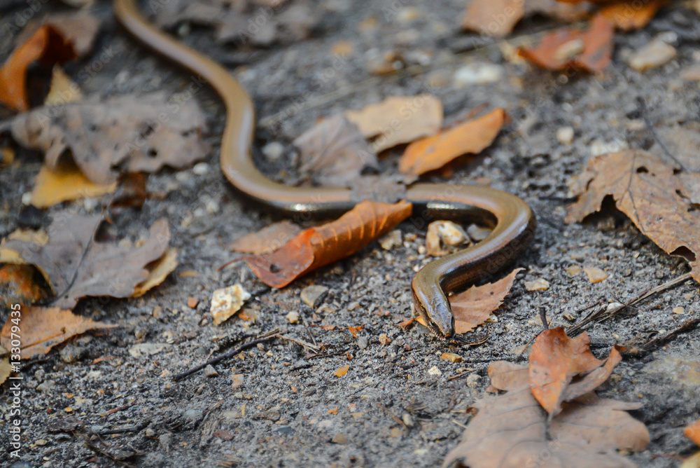Close up of Slow Worm (Anguis Fragilis) Close up of Slow Worm (Anguis Fragilis)