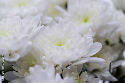 White Chrysanthemum, floral background closeup
