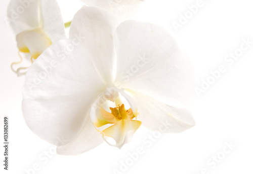 Flower white Phalaenopsis orchids closeup