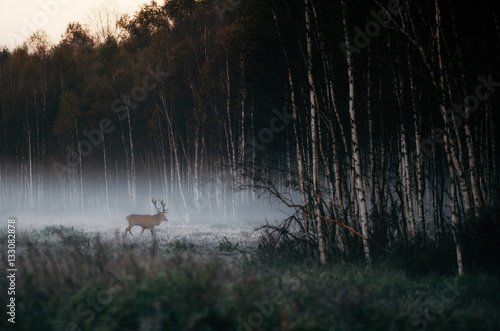 Beautiful red deer stag goes to foggy misty forest landscape in autumn in Belarus.