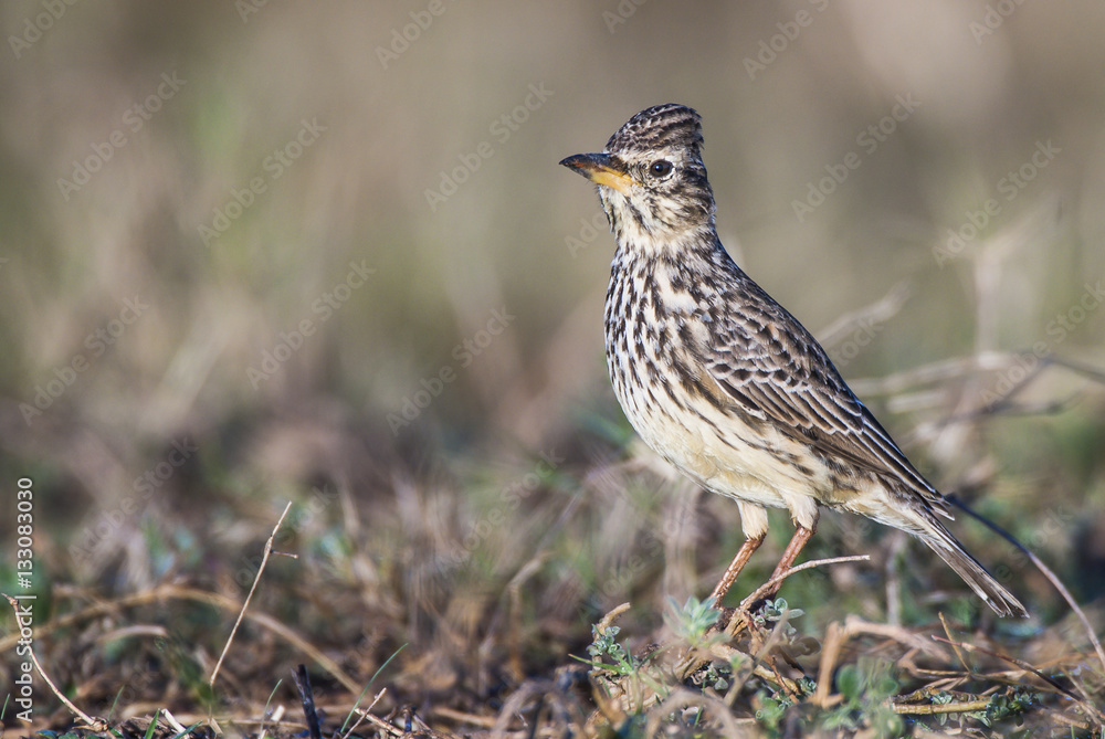 Large-Billed Lark Large-Billed Lark