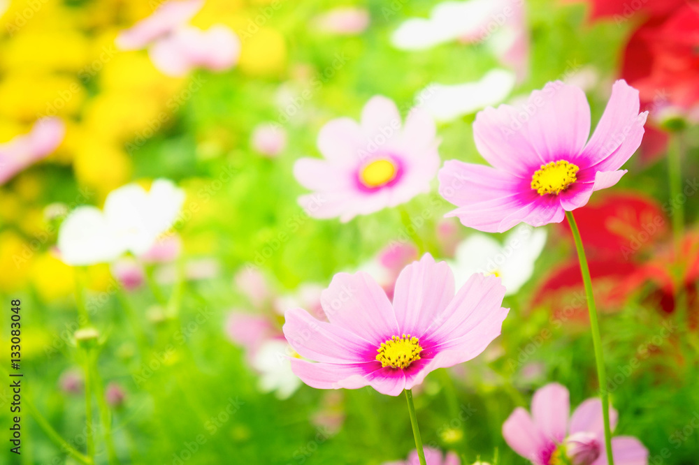 cosmos flowers in the park , Beautiful pink flowers in the gard cosmos flowers in the park , Beautiful pink flowers in the gard