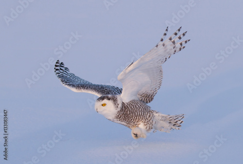 Snowy owl (Bubo scandiacus) isolated on a blue background flies low hunting over an open snowy field in Canada
