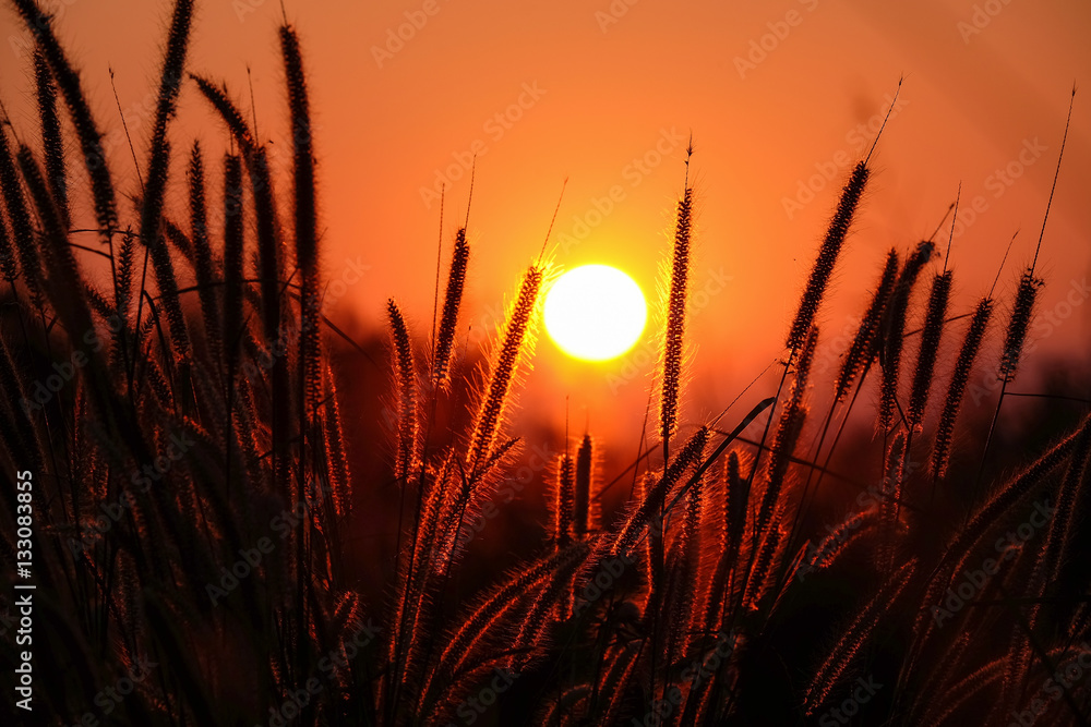Sunset with silhouette of grass flower