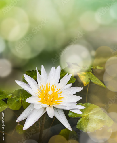 White Lotus or Water Lily