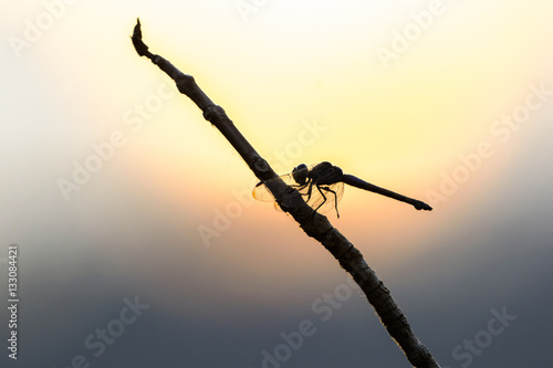 Beautiful dragonfly on branch.