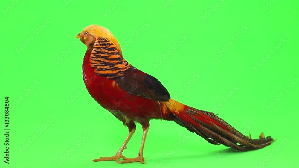 pheasant on green screen pheasant on green screen