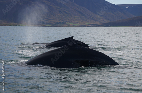 Buckelwale im Eyjafjörður
