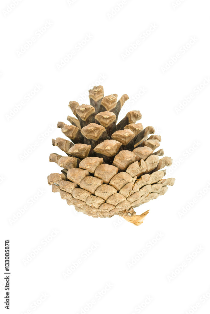 Pine cone isolated on white background Pine cone isolated on white background