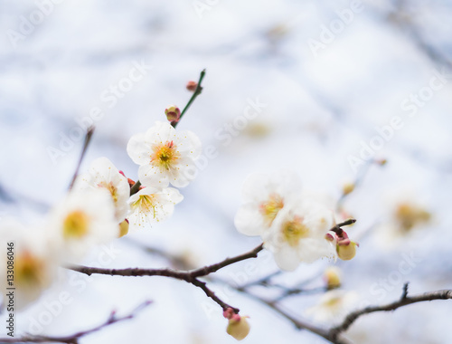 Beautiful flowering Japanese cherry - Sakura. Background with fl © FocusStocker