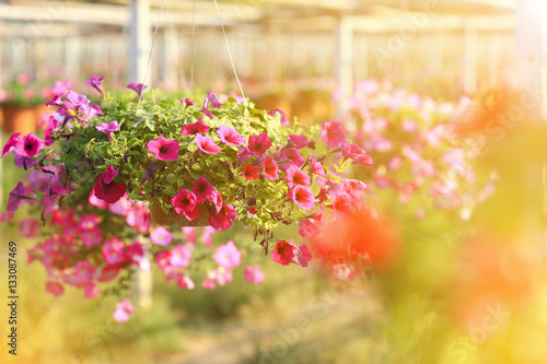 Fototapeta Naklejka Na Ścianę i Meble -  petunias flowers at sunrise