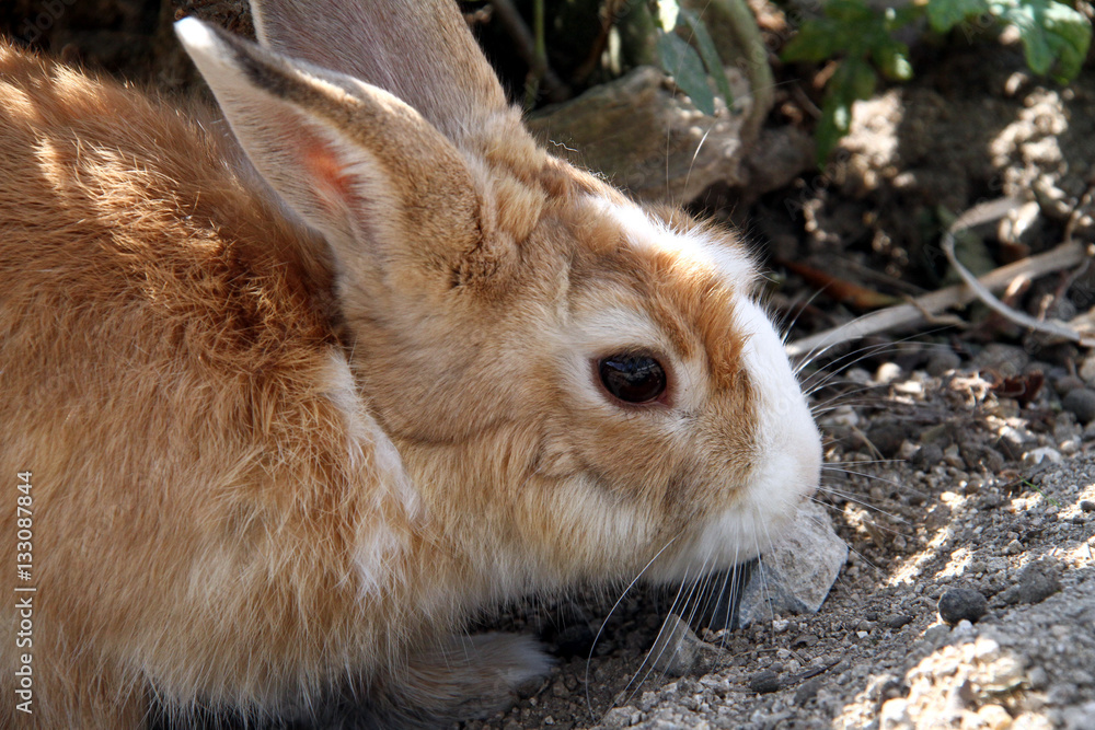 Fototapeta premium 穴ウサギ