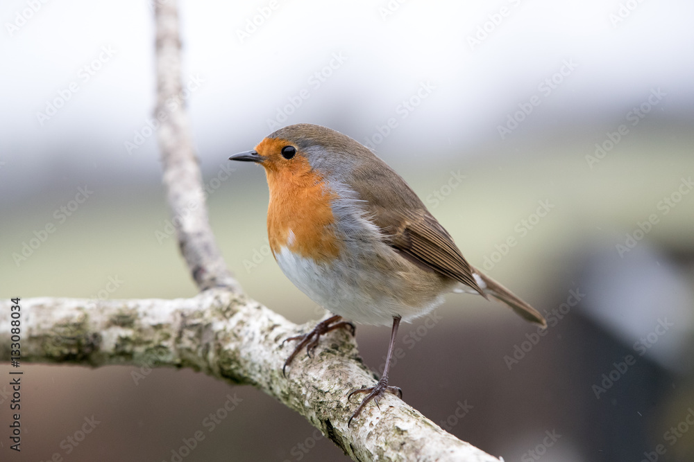 Side view of a European Robin Side view of a European Robin