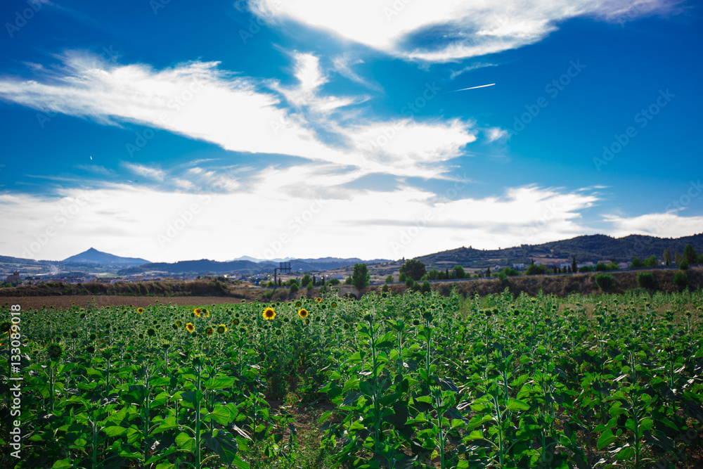 Fototapeta premium Field of sunflowers