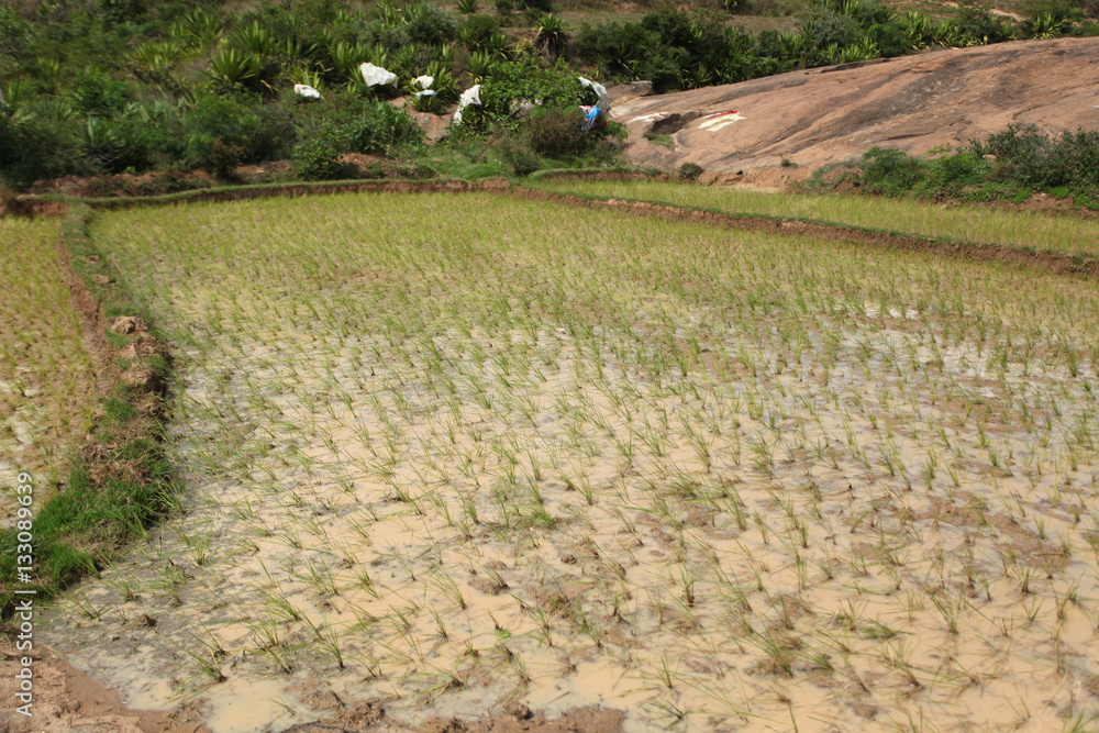 Fototapeta premium Madagascar landscape with rice field