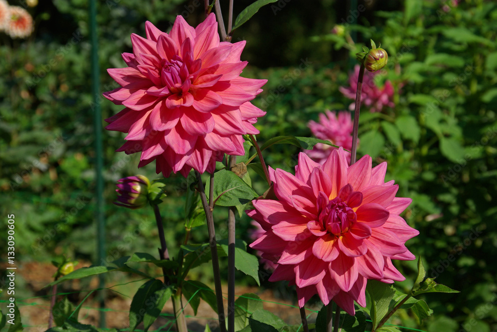 Dahlias roses à fleurs de camélia en été au jardin Dahlias roses à fleurs de camélia en été au jardin