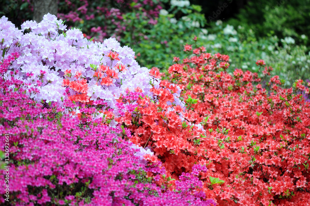 Obraz premium pink azalea bush blossom in springtime