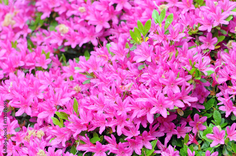 pink azalea bush blossom in springtime