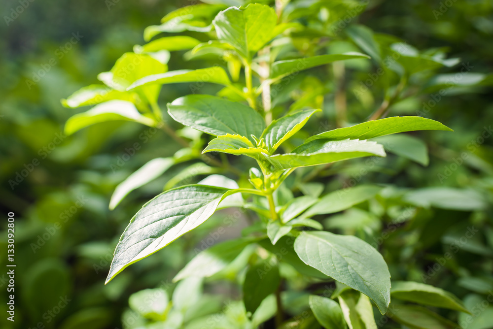 green fresh holy basil leaves on garden field..