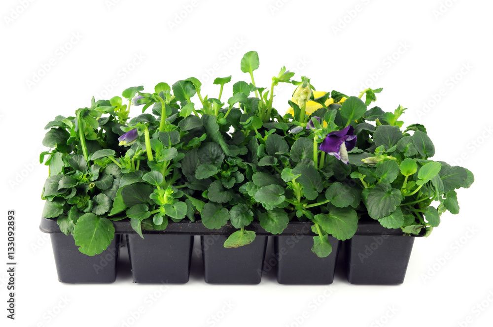 pansy flower seedlings in a tray box on isolated background pansy flower seedlings in a tray box on isolated background