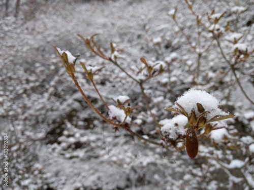 snow on the branches close-up