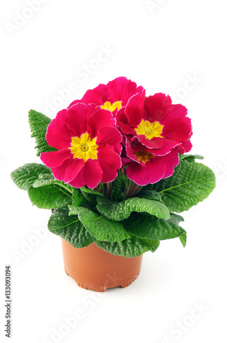 pink red primula on isolated white background
