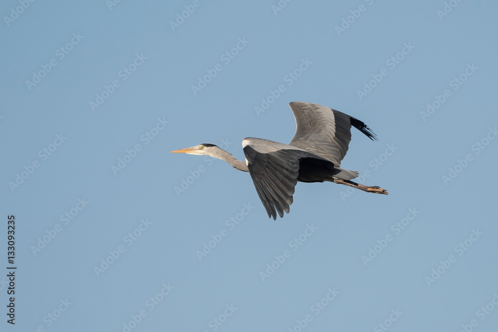 Obraz premium Grey Heron, Heron, Ardea cinerea