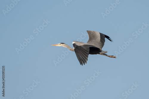 Grey Heron  Heron  Ardea cinerea