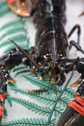 Fresh lobster close up