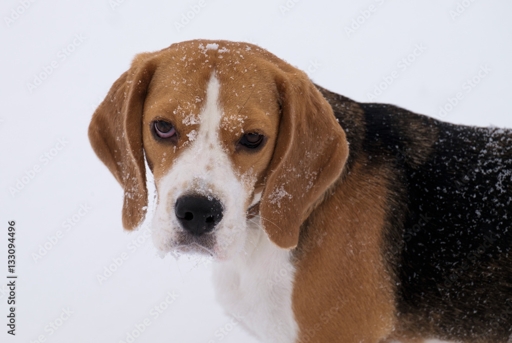 dog portrait Beagle in the winter on a walk on a white snow background