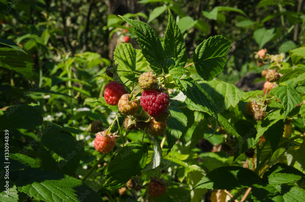 ripe red raspberries on the bush ripe red raspberries on the bush