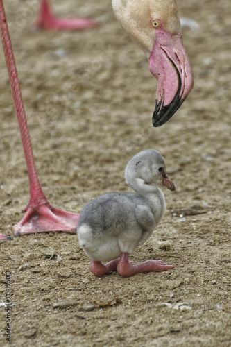 Flamingoküken