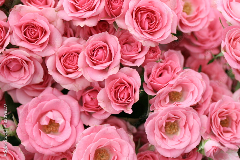 ピンクの薔薇の背景素材 ピンクの薔薇の背景素材