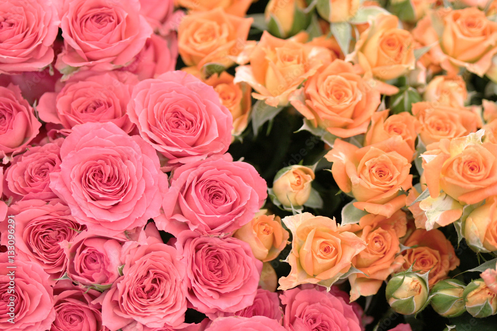 たくさんのピンクとオレンジ系の薔薇の背景素材