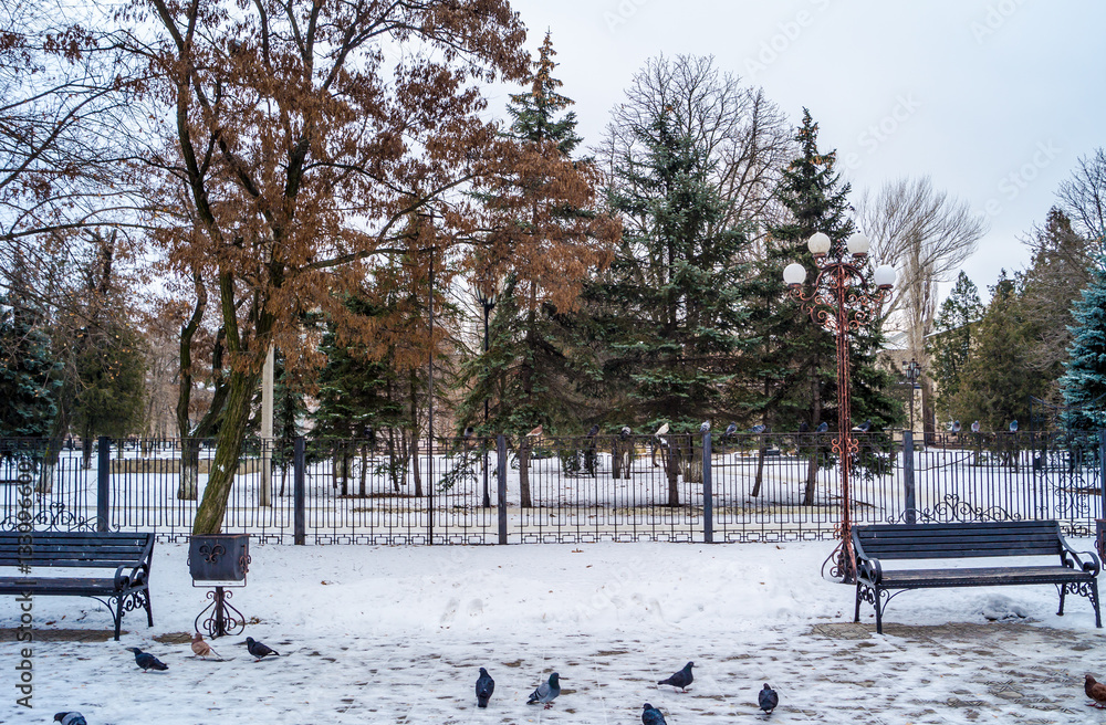 winter day in the park