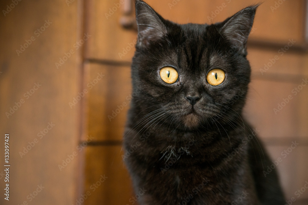 Portrait of a cat. scottish , Shorthair, eye.