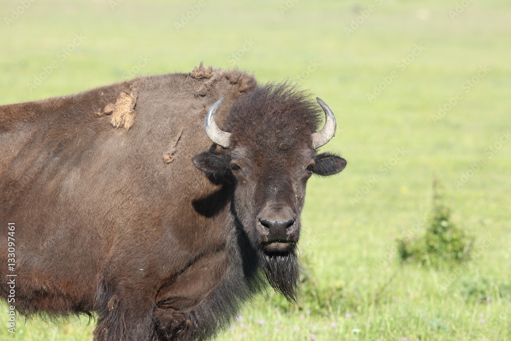 Bison Bison
