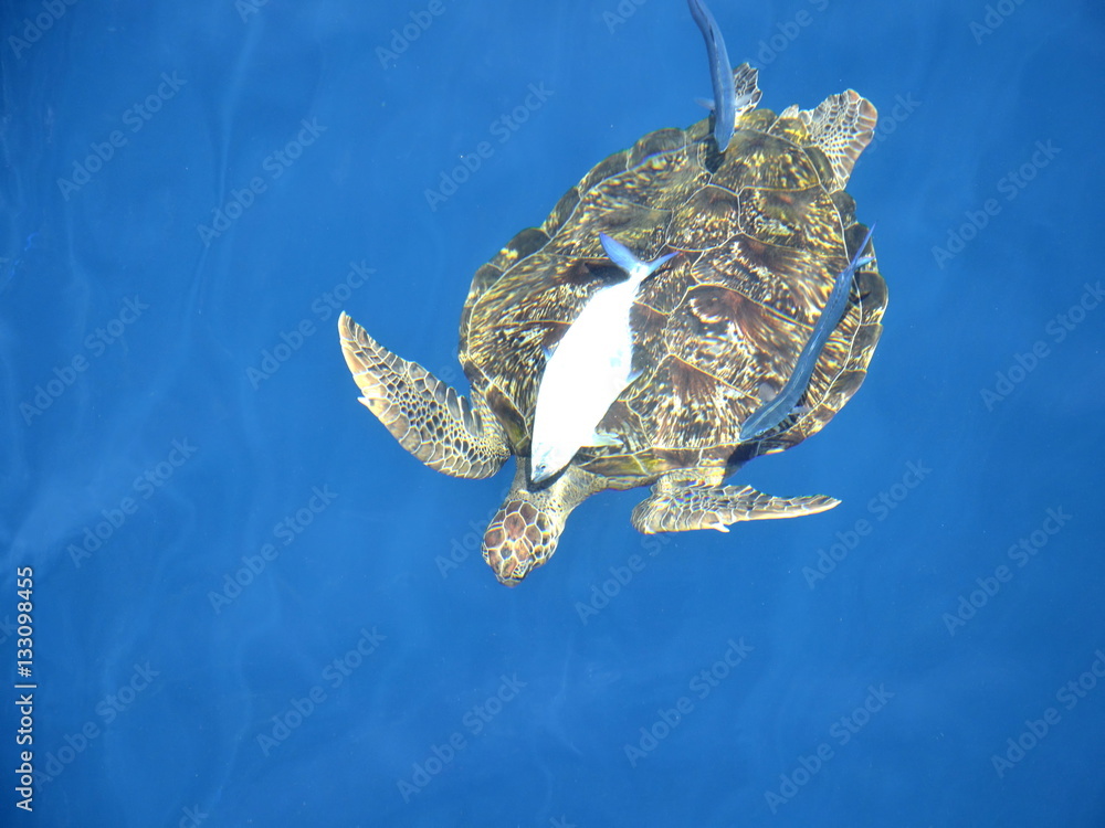 Obraz premium Large sea turtle in the sea.