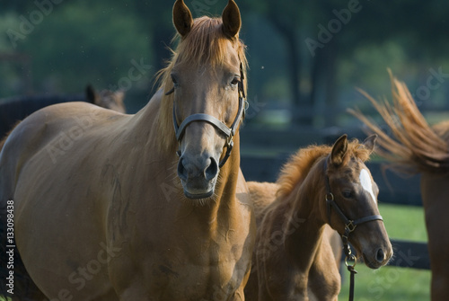 Beautiful horse mare and foal in green farm field pasture equine industry   © Condor 36