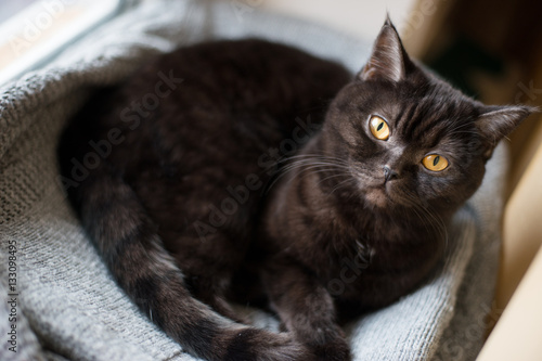 Portrait of a cat. scottish , Shorthair, eye.