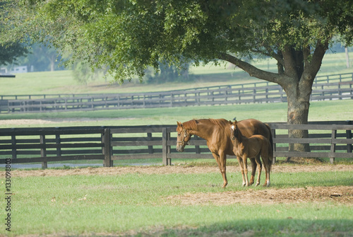 Beautiful horse mare and foal in green farm field pasture equine industry 