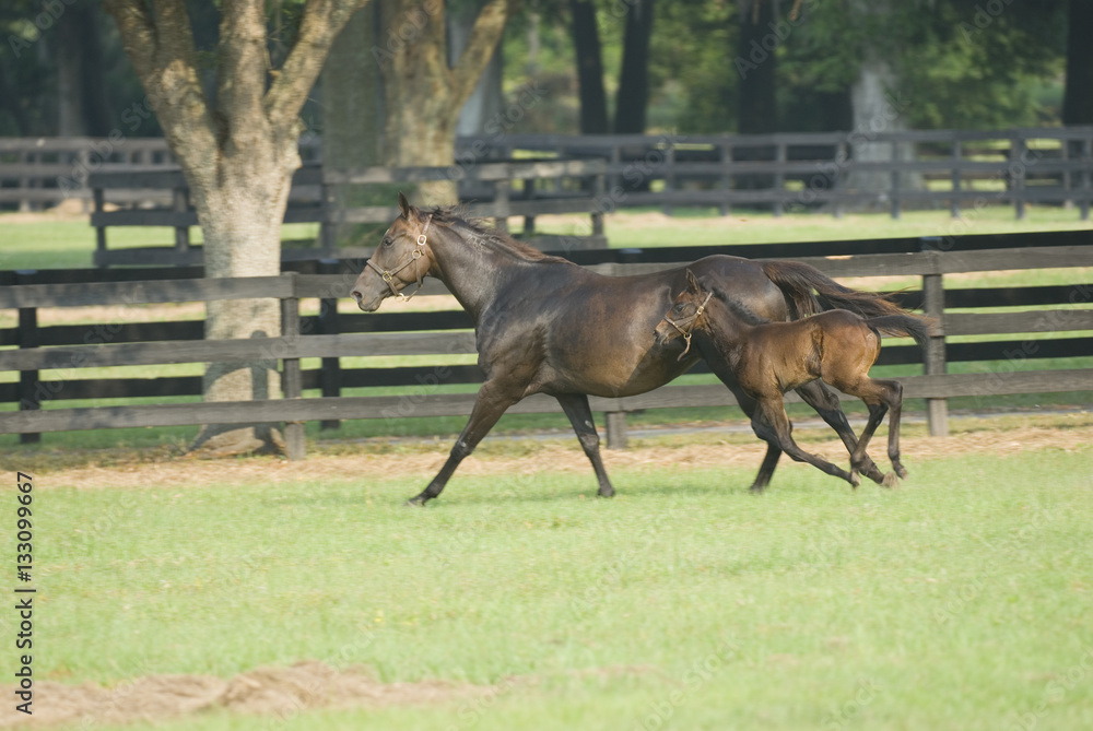 Obraz premium Beautiful horse mare and foal in green farm field pasture equine industry 