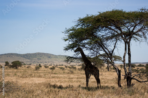 African Wildlife