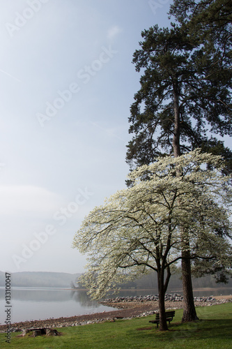 Parkbench under Trees in Cove