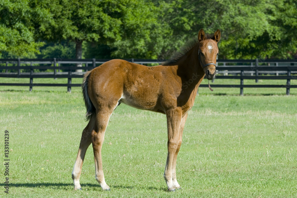 Beautiful thoroughbred baby foal horse in green farm field pasture equine industry
Beautiful thoroughbred baby foal horse in green farm field pasture equine industry