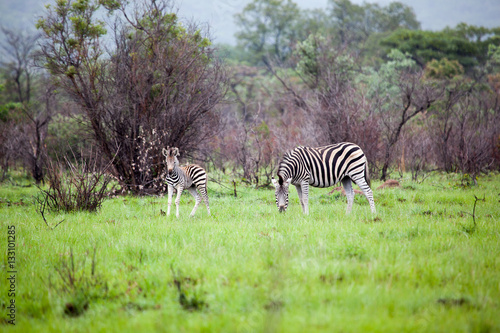 Zebras In A South Africa Game Reserve