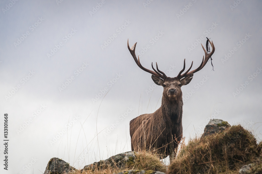 Obraz premium A Red Deer Stag, Cervus elaphus scoticus, in the hills near Loch Quoich in Lochaber, Scotland.