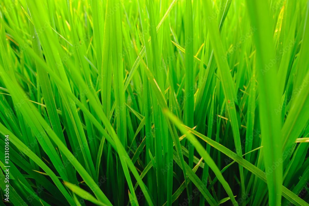 Close up of fresh rice field with sunlight in the early morning in Thailand, background texture. Close up of fresh rice field with sunlight in the early morning in Thailand, background texture.